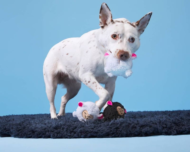 BARK dog toys Baa Baa Bark Sheep Counting Plush Squeak Dog Toy Set - 3 Pc