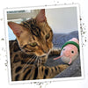 Meowijuana Cat Toys Meowijuana Get Wrapped Sushi Roll Cat Toy