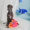 Hugsmart Products Inc Hugsmart Products Inc - HugSmart Pet - Ocean Pals  | Clown Fish - Dog Plush Toy