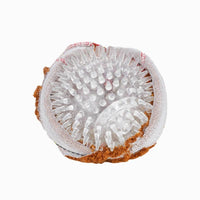 Hugsmart Products Inc dog toys Food Party Spaghetti Meatball Ball Plush Dog Toy
