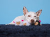 BARK dog toys Baa Baa Bark Sheep Counting Plush Squeak Dog Toy Set - 3 Pc