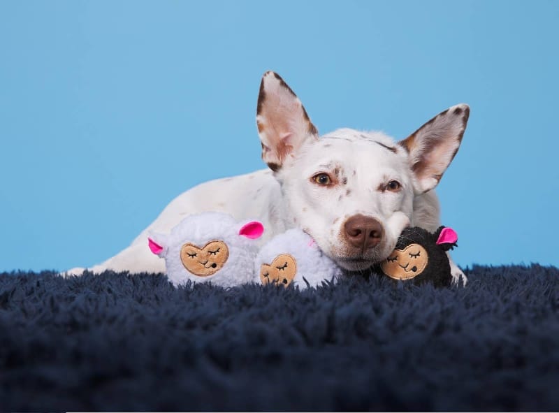 BARK dog toys Baa Baa Bark Sheep Counting Plush Squeak Dog Toy Set - 3 Pc