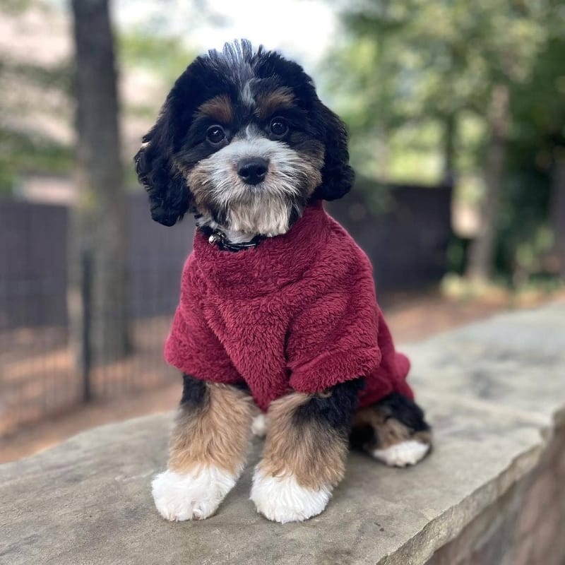 Doggie Design SWEATERS Burgundy Soft Plush Warm Dog Pullover