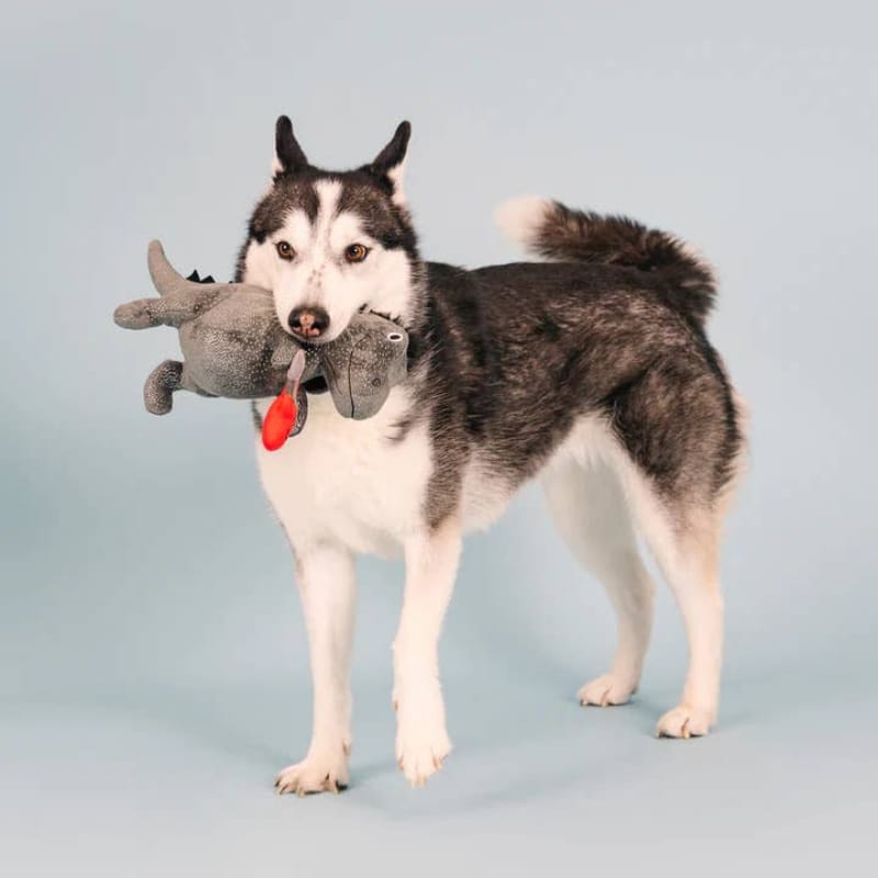 PetShop by Fringe Studio dog toys Rocker Masked Rex Red Guitar Plush Squeak Dog Toy
