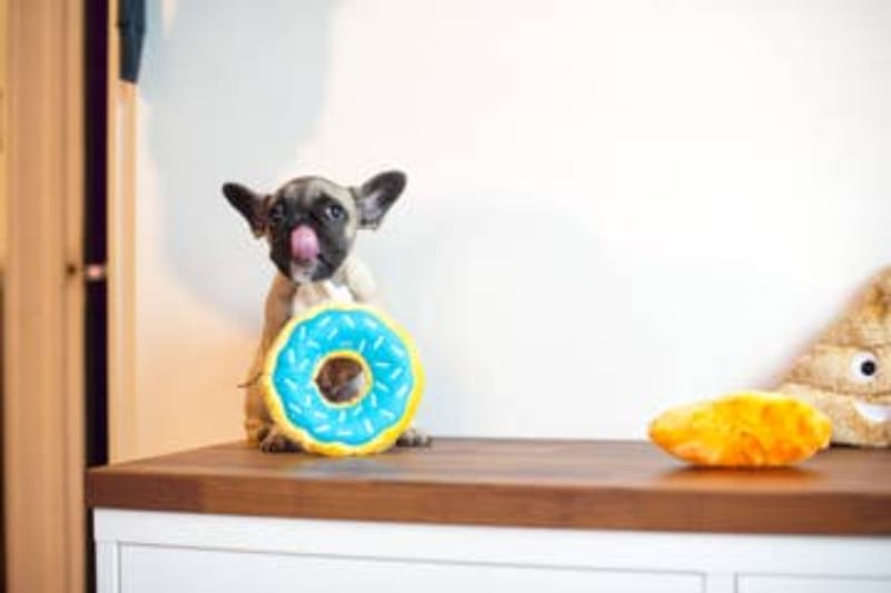 Zippypaws dog toys Blueberry Donutz Sprinkles Squeaky Dog Toy - 3 Sizes