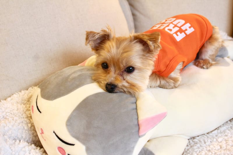 Parisian Pet® Tee's Free Hugs Orange Dog T-Shirt