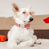 TM - PETWONG Collars "You Are Loved" Hearts with Charm Red Dog Collar