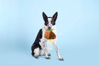 BARK dog toys Super Chewer Fowl Play Rooster Interactive Plush Rubber Treat Dog Chew Toy