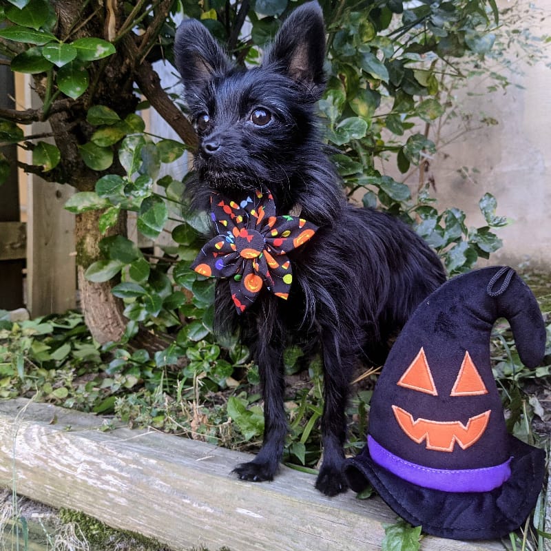 Huxley & Kent dog toys Spooky Witch Hat Plush Squeaky Dog Toy