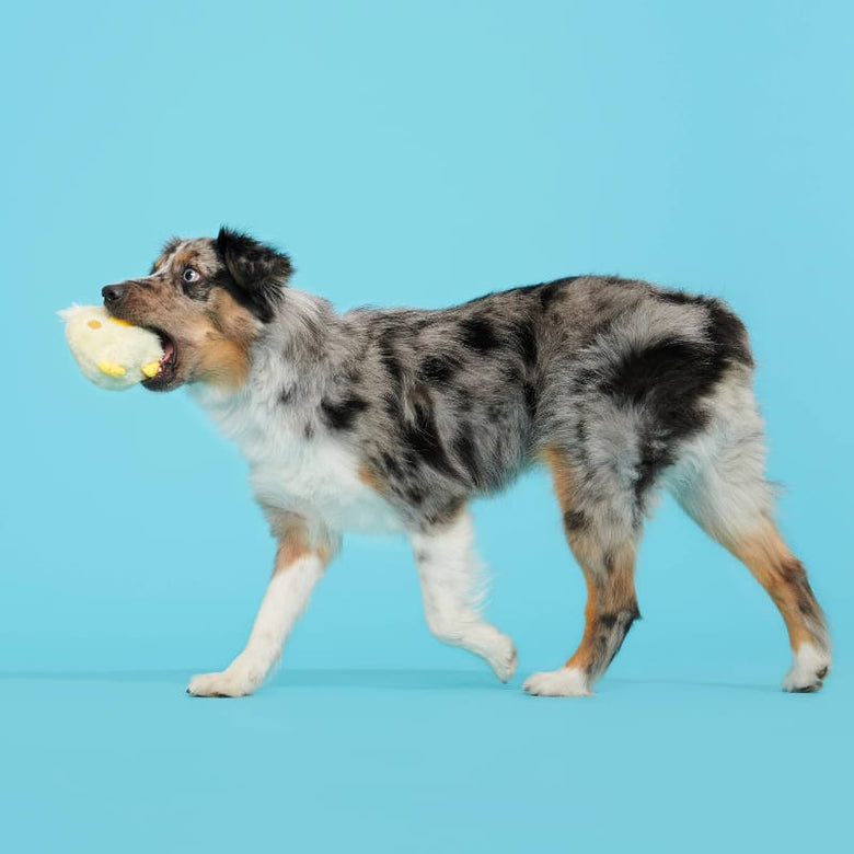 BARK dog toys Tough Chick Chicken Super Chewer Yellow Plush (with Hidden Toy Inside) Dog Toy - Sm