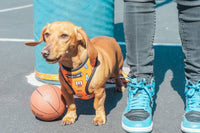 Mina + Pup Harnesses Got Game? Basketball and Sports Orange Adjustable Pet Harness