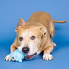 PetShop by Fringe Studio dog toys Out of the Blue Rubber & Plush Shark Dog Toy