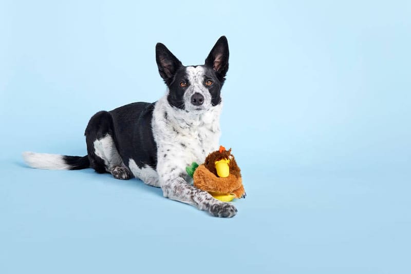 BARK dog toys Super Chewer Fowl Play Rooster Interactive Plush Rubber Treat Dog Chew Toy