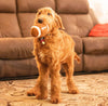 Thoozy dog toys Football Shaggy Plush Squeak Dog Toy - 6.5"