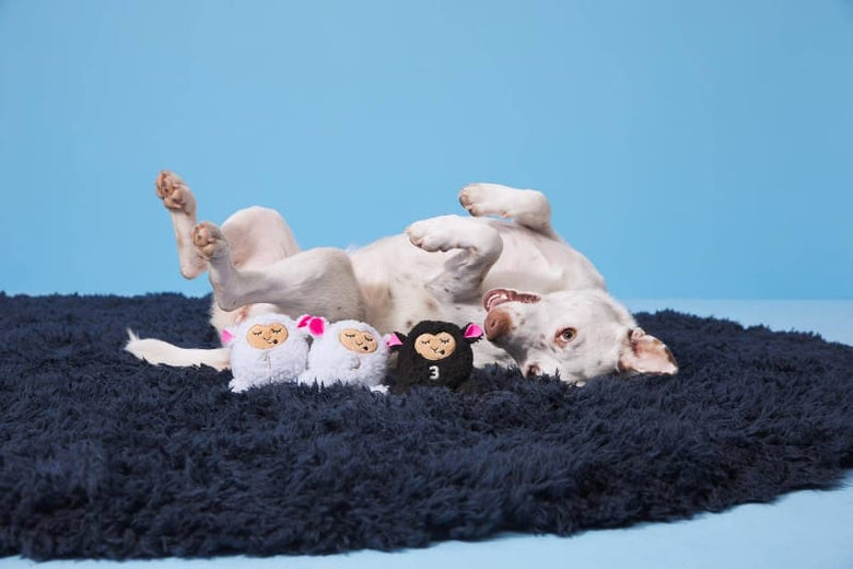 BARK dog toys Baa Baa Bark Sheep Counting Plush Squeak Dog Toy Set - 3 Pc