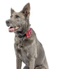 Huxley & Kent Bow Tie Patriot Stars Pinwheel Pet Collar Attachment - 2 Sizes