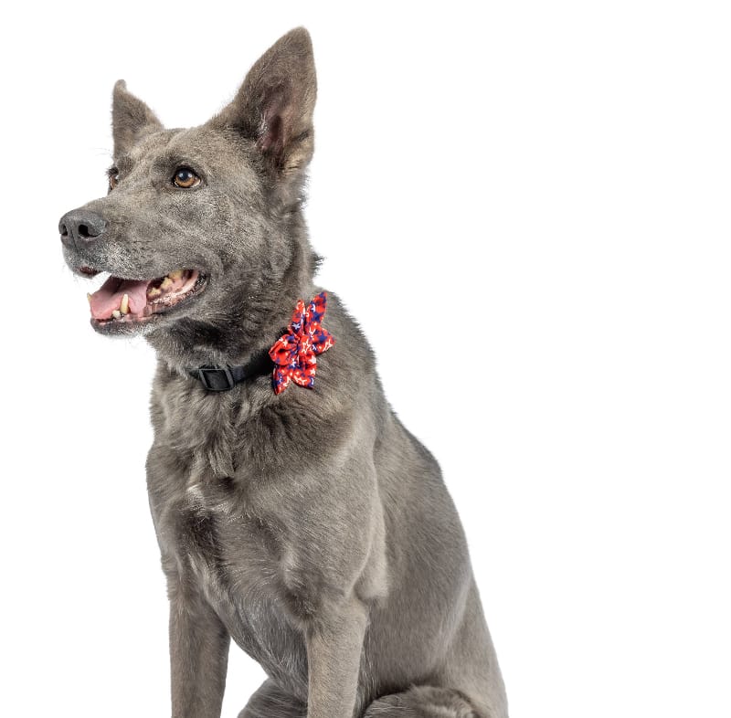 Huxley & Kent Bow Tie Patriot Stars Pinwheel Pet Collar Attachment - 2 Sizes