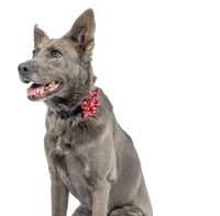 Huxley & Kent Bow Tie Patriot Stars Pinwheel Pet Collar Attachment - 2 Sizes