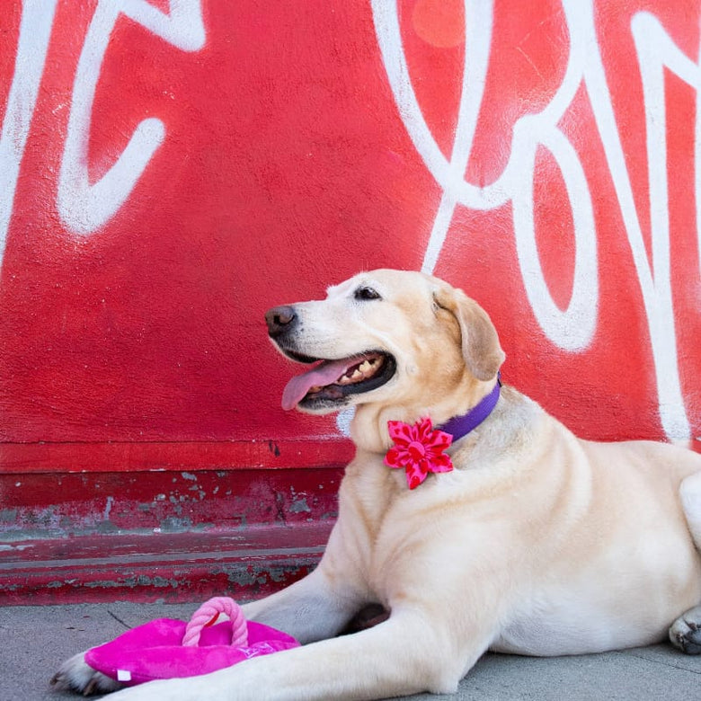 Huxley & Kent Bow Ties My Puppy Love Red Hearts Pink Pinwheel Flower Pet Collar Attachment - 2 Sizes