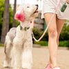 Neighborwoof Leashes Beverly Hills Rope Soft Pink & Green Handcrafted Leather Gold Hardware Dog Leash