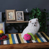 Hugsmart Products Inc dog toys Feisty Veggie Pink Radish Squeaky Plush Dog Toy