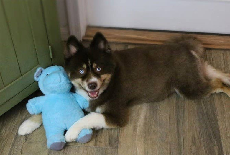 Herbie The Hippo Blue Plush Squeaky Dog Toy  - 2 Sizes