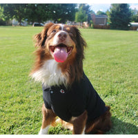 Doggie Design Tee's Jet Black Solid Collared Dog Polo