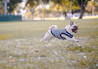 Parisian Pet® Tee's Red Lobster Striped Chasing Tail Summer Vibe Dog T-Shirt