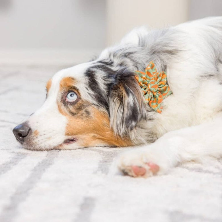 Huxley & Kent Bow Tie Silly Squirrels Pinwheel Pet Collar Attachment - 2 Sizes