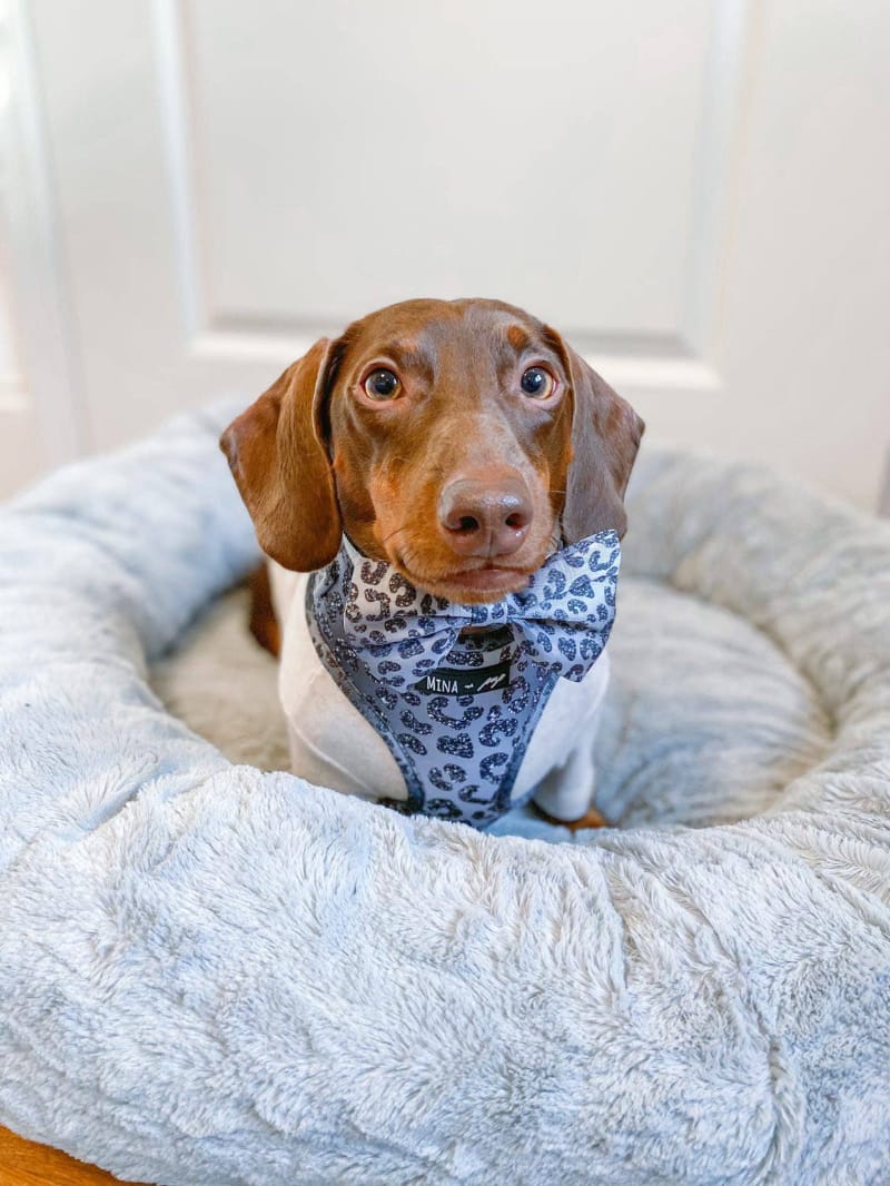 Mina + Pup Bow Tie You’re So Glam Leopard Silver Ombre Bow Tie Dog Collar Attachment