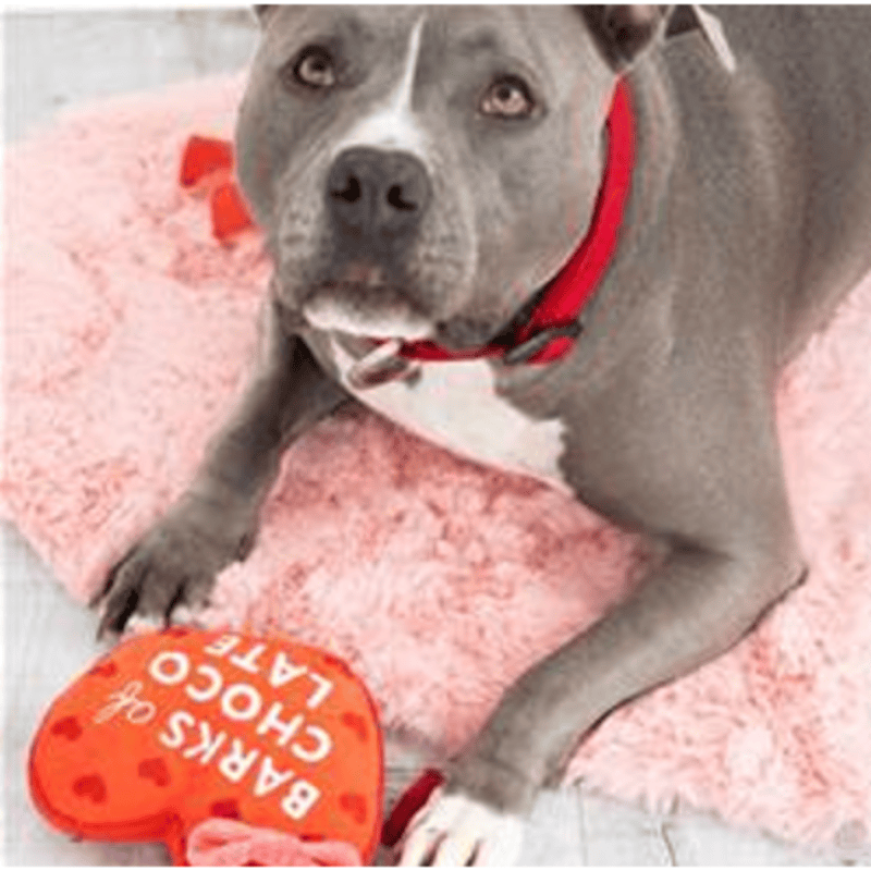 Pearhead, Inc. dog toys Valentine's Barks of Chocolate Heart Plush Squeak Dog Toy