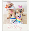 Birthday Cake Slice Candle Colorful Dots Plush Squeaky Dog Toy