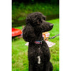 The Worthy Dog Leashes Stars and Stripes Patriotic Red White Blue Dog Collar