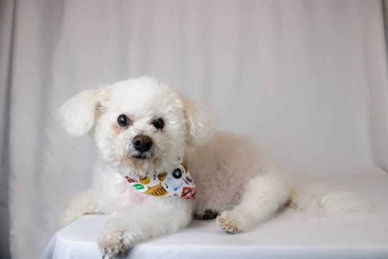 Dog Bandana Co. Nashville Tennessee Dog Bandana