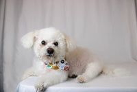 Dog Bandana Co. Nashville Tennessee Dog Bandana