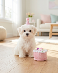 Birthday Girl Pink Cake Plush Squeaky Dog Toy - 2 Sizes