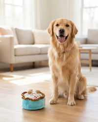 Birthday Boy Blue Cake Plush Squeaky Dog Toy - 2 Sizes