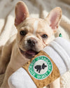 Starbarks White Coffee Cup Plush Squeaky Dog Toy - 3 Sizes