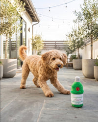 Tanqueruff Plush Squeaky Dog Toy