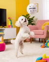 White Chewy Ball Plush Squeaky Dog Toy - 2 sizes
