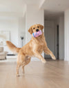 LickCroix Barking Berry Barkling Water Squeaker Plush Dog Toy - 2 Sizes