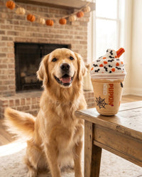 A golden retriever dog sits on a rug in front of a brick fireplace, looking toward a table where a Pumpkin Spice iced coffee cup topped with whipped cream, candy corn, and black spiderwebs dog toy is placed.