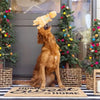 Christmas Holiday Cookie-Saurus Rex Plush Squeaky Dog Toy
