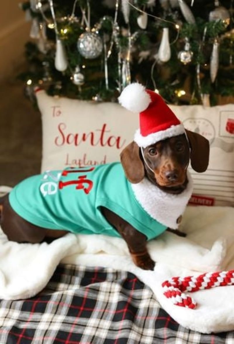 Parisian Pet Tee's Elf Size Green Christmas Holiday Embroidered Dog T Shirt