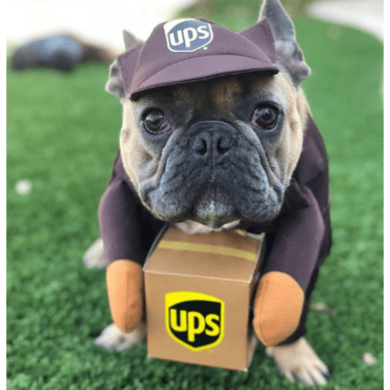 AE - XLMS dog apparel M UPS Pet Costume - Only Size M available