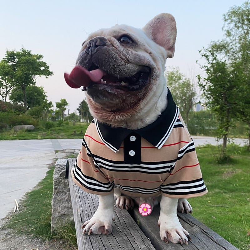 AE-MPS Dog Apparel S Tan Stripe Polo Dog Shirt