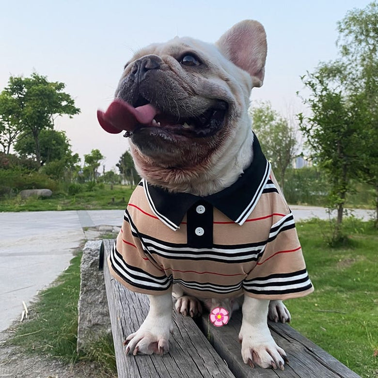 AE-MPS Dog Apparel S Tan Stripe Polo Dog Shirt