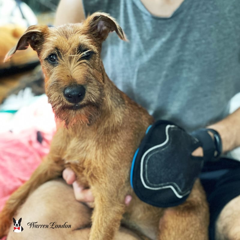 Warren London Pet Grooming Supplies 2 in 1 Pet Grooming Glove for Dogs & Cats - Double Sided