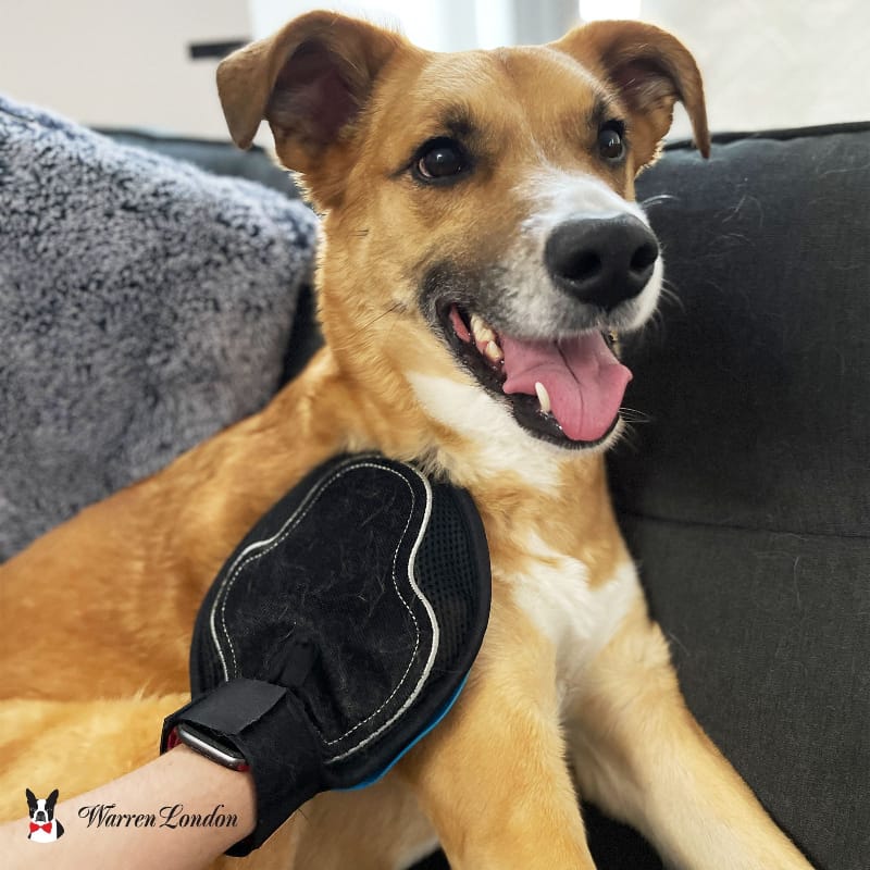 Warren London Pet Grooming Supplies 2 in 1 Pet Grooming Glove for Dogs & Cats - Double Sided