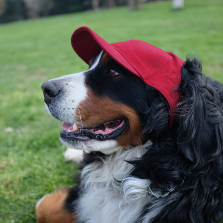 GA Bulldogs Red Baseball Pet Cap